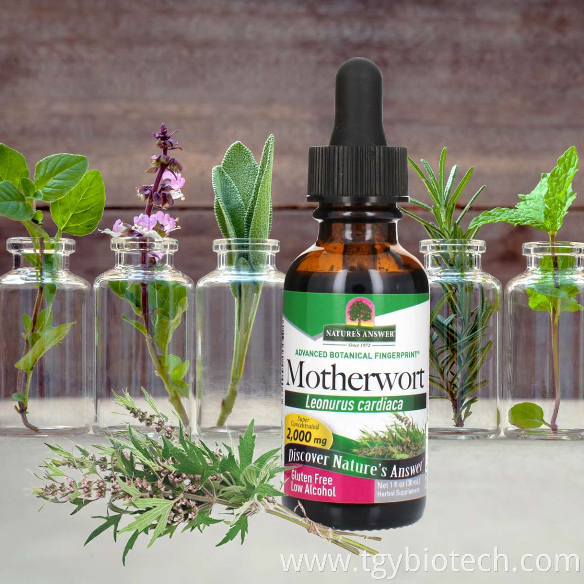 Motherwort herb Extract